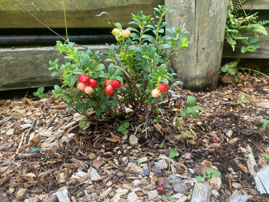 Red Candy Lingonberry