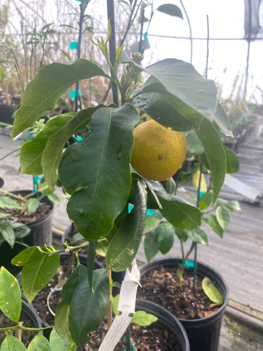 Bergamot Orange