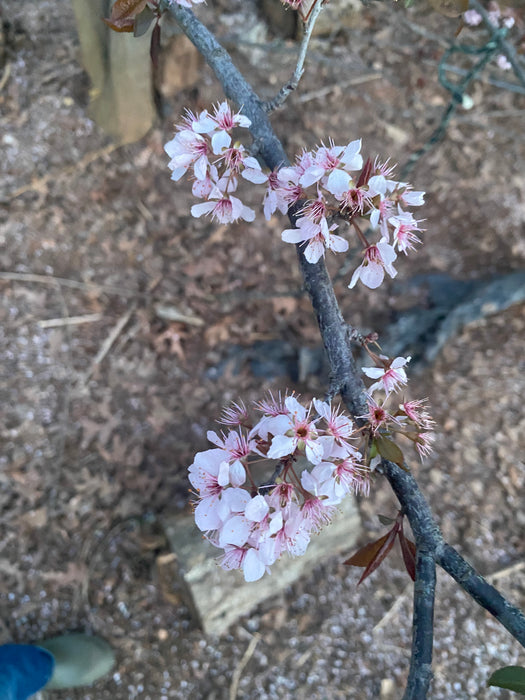 All Red Purple Leaf Plum
