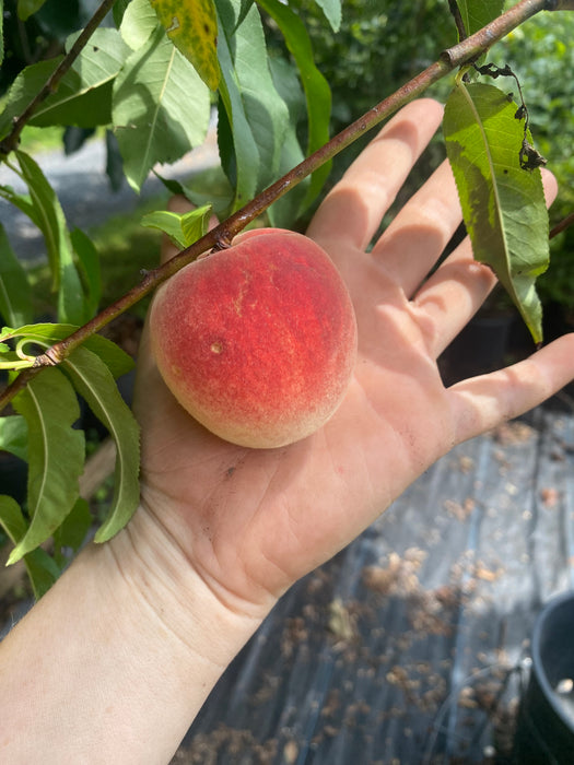 Belle Of Georgia Peach