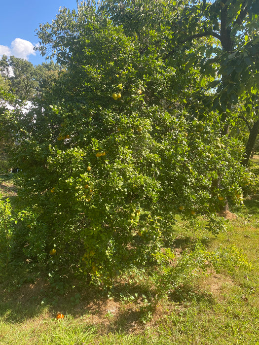 Flying Dragon Trifoliate Orange