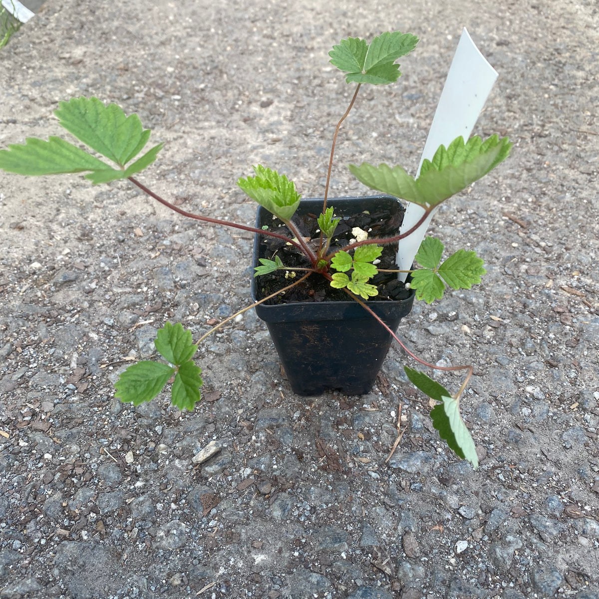 Red Wonder Alpine Strawberry — Edible Landscaping