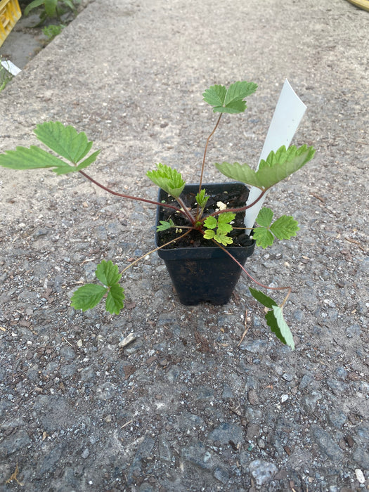Red Wonder Alpine Strawberry