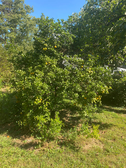 Flying Dragon Trifoliate Orange