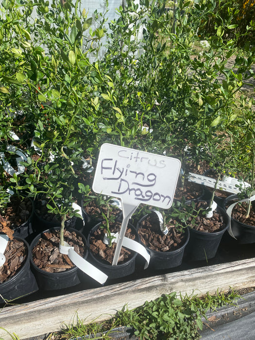 Flying Dragon Trifoliate Orange