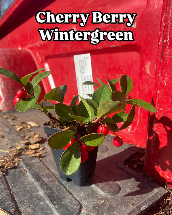 Cherry Berry Wintergreen