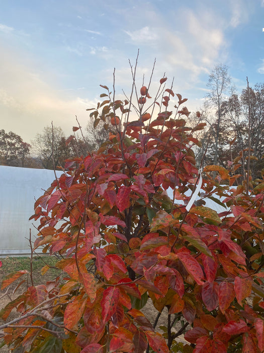 TamKam Persimmon aka Tam Kam persimmon