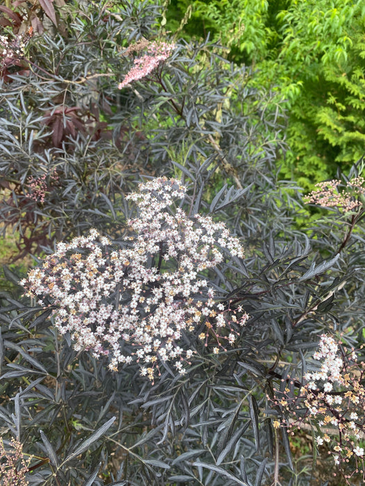 Black Lace Elderberry