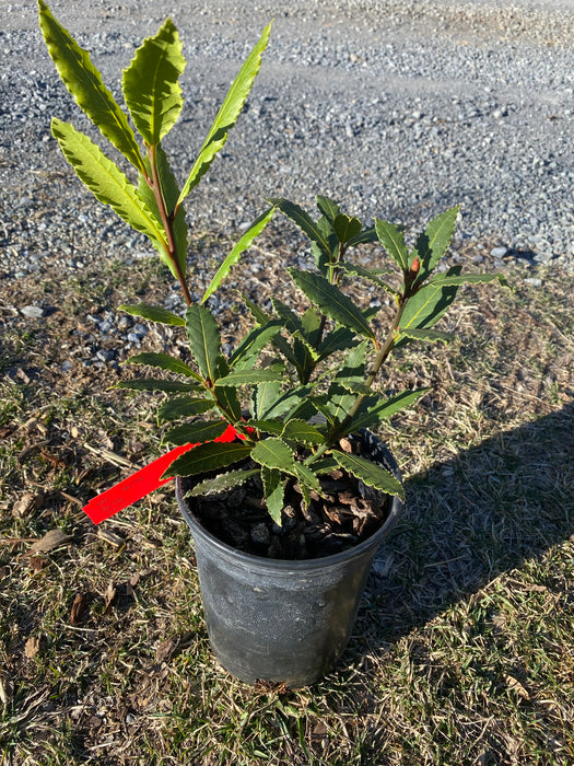 Sweet Bay Laurel