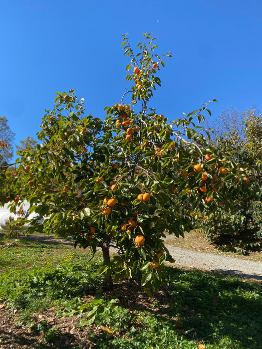 Izu Persimmon
