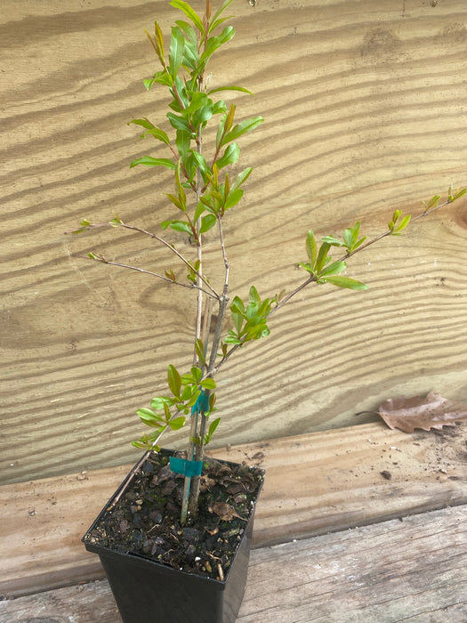 Cranberry Pomegranate