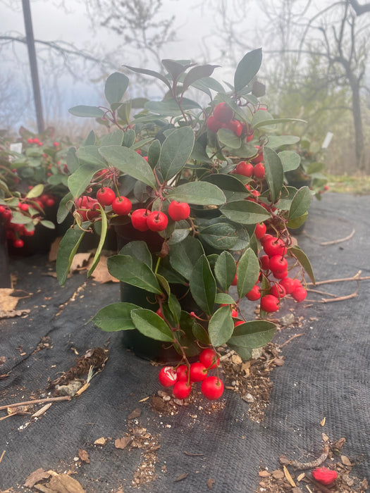 Cherry Berry Wintergreen