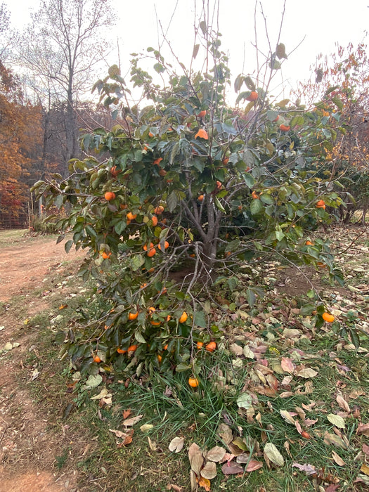 TamKam Persimmon aka Tam Kam persimmon