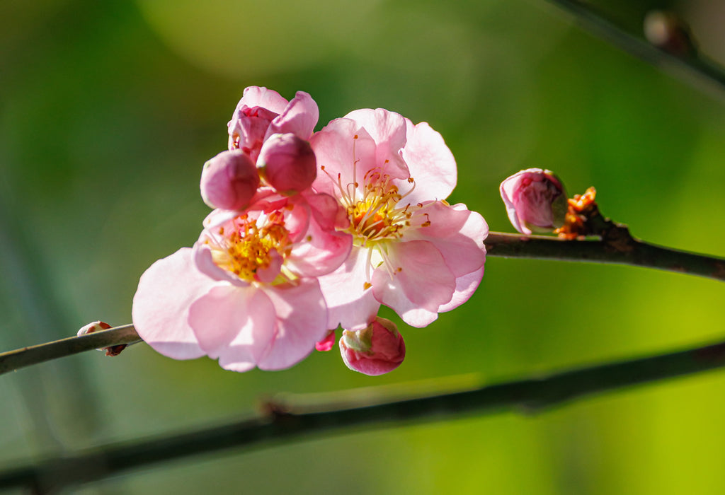 Mokel Ume Apricot