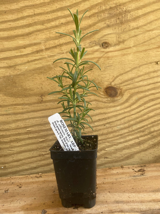 Arp Rosemary