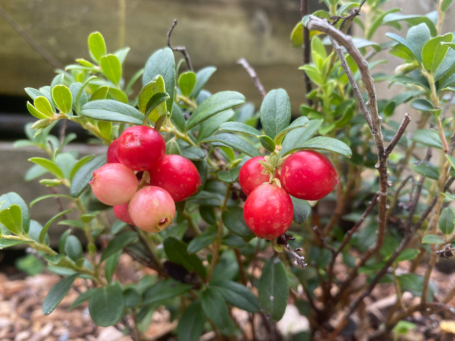 Red Candy Lingonberry