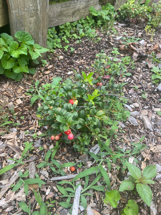 Red Candy Lingonberry
