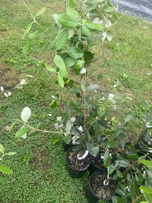 Kakariki Feijoa