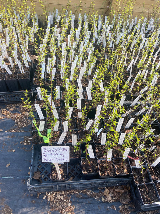 Bordowatta Nanking Cherry