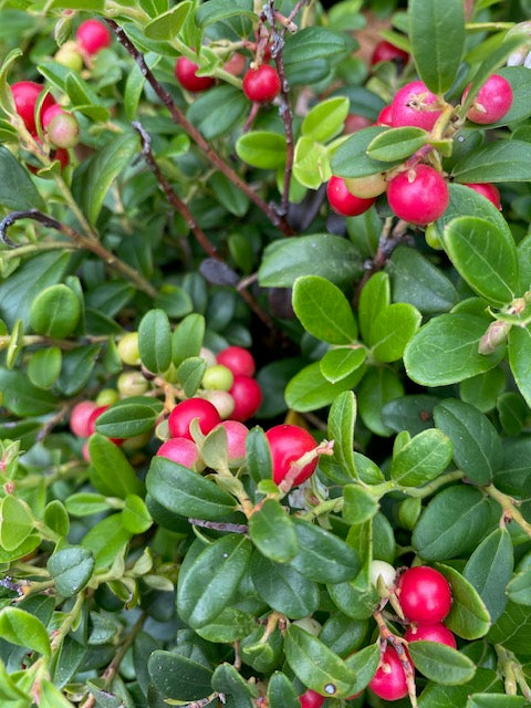 Balsgard Lingonberry