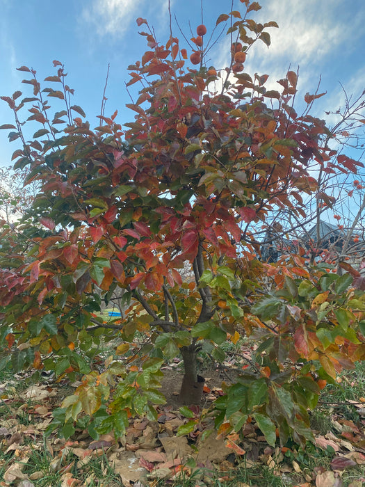 TamKam Persimmon aka Tam Kam persimmon