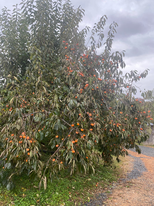 Rosseyanka Persimmon