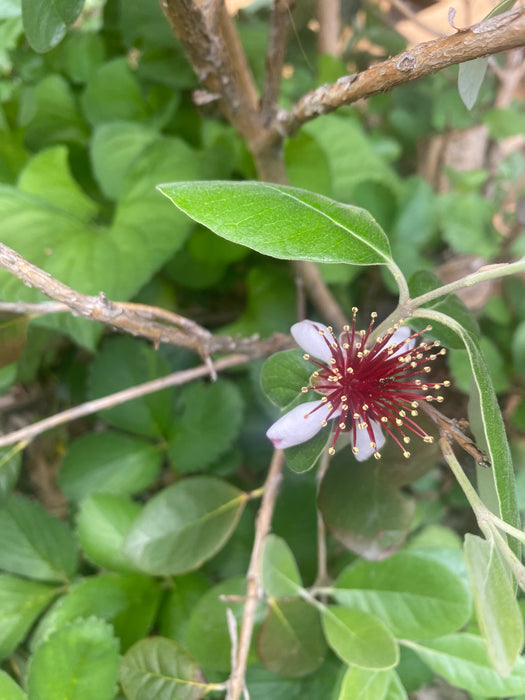 Feijoa aka Pineapple Guava
