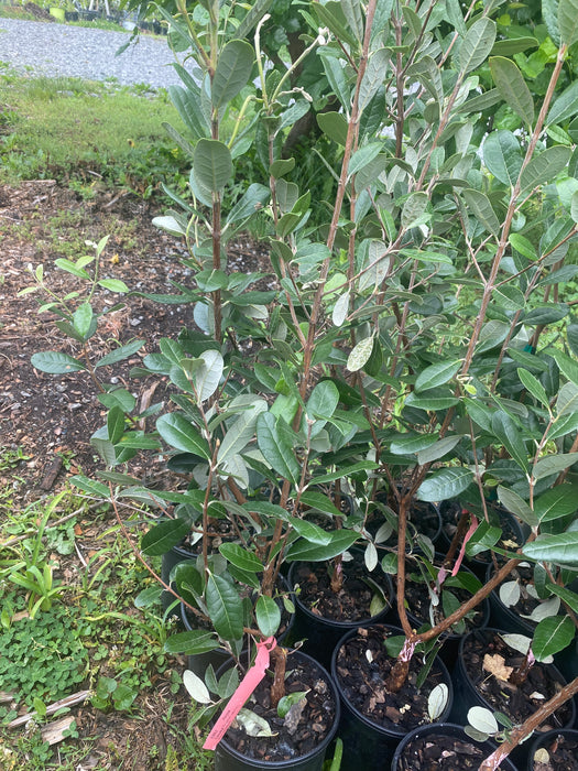Takaka Feijoa