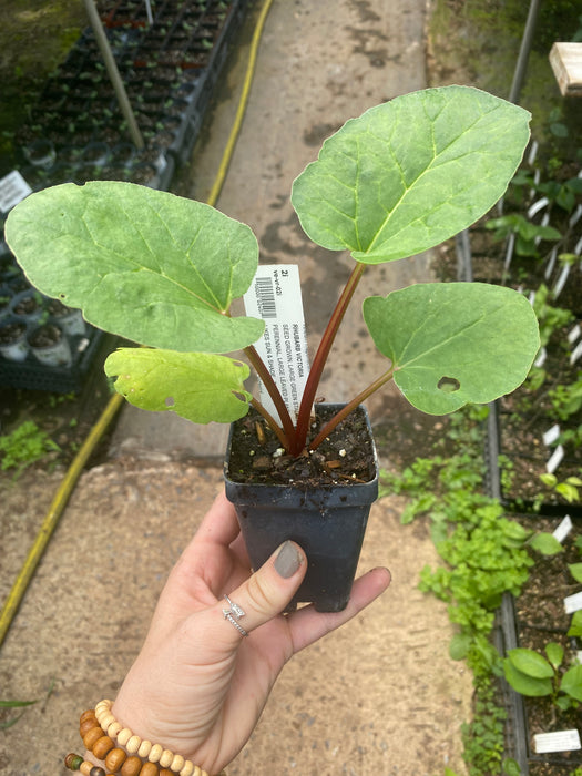 Victoria Rhubarb