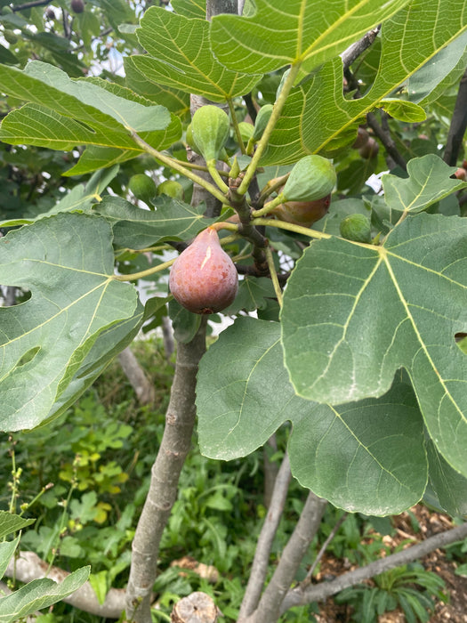 Celeste Fig