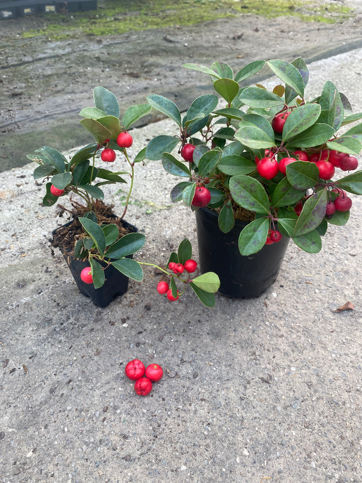 Berry Cascade Wintergreen