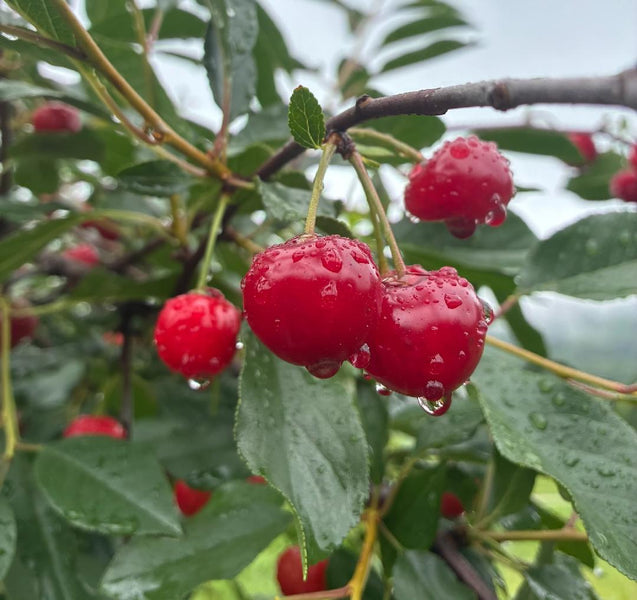 Cherry_Northstar_fruit_1200x60