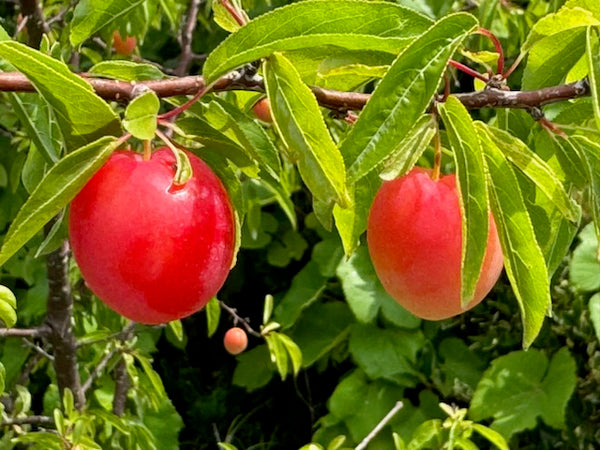 Chickasaw Plum – Edible Landscaping