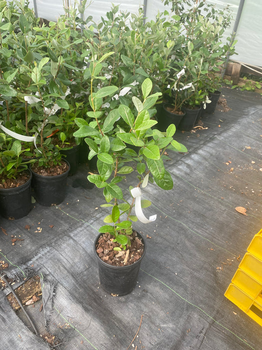 Feijoa aka Pineapple Guava