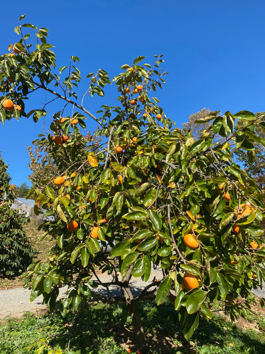 Izu Persimmon