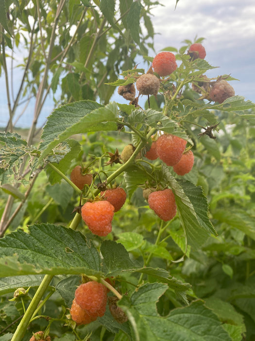 Double Gold Raspberry