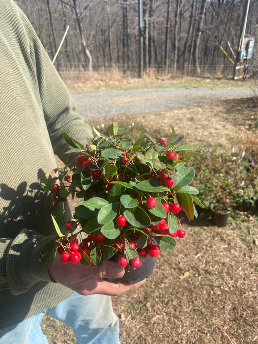 Cherry Berry Wintergreen