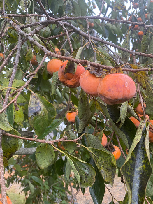 Rosseyanka Persimmon