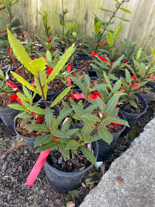 Sweet Bay Laurel