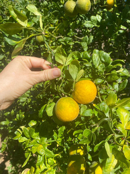 Flying Dragon Trifoliate Orange