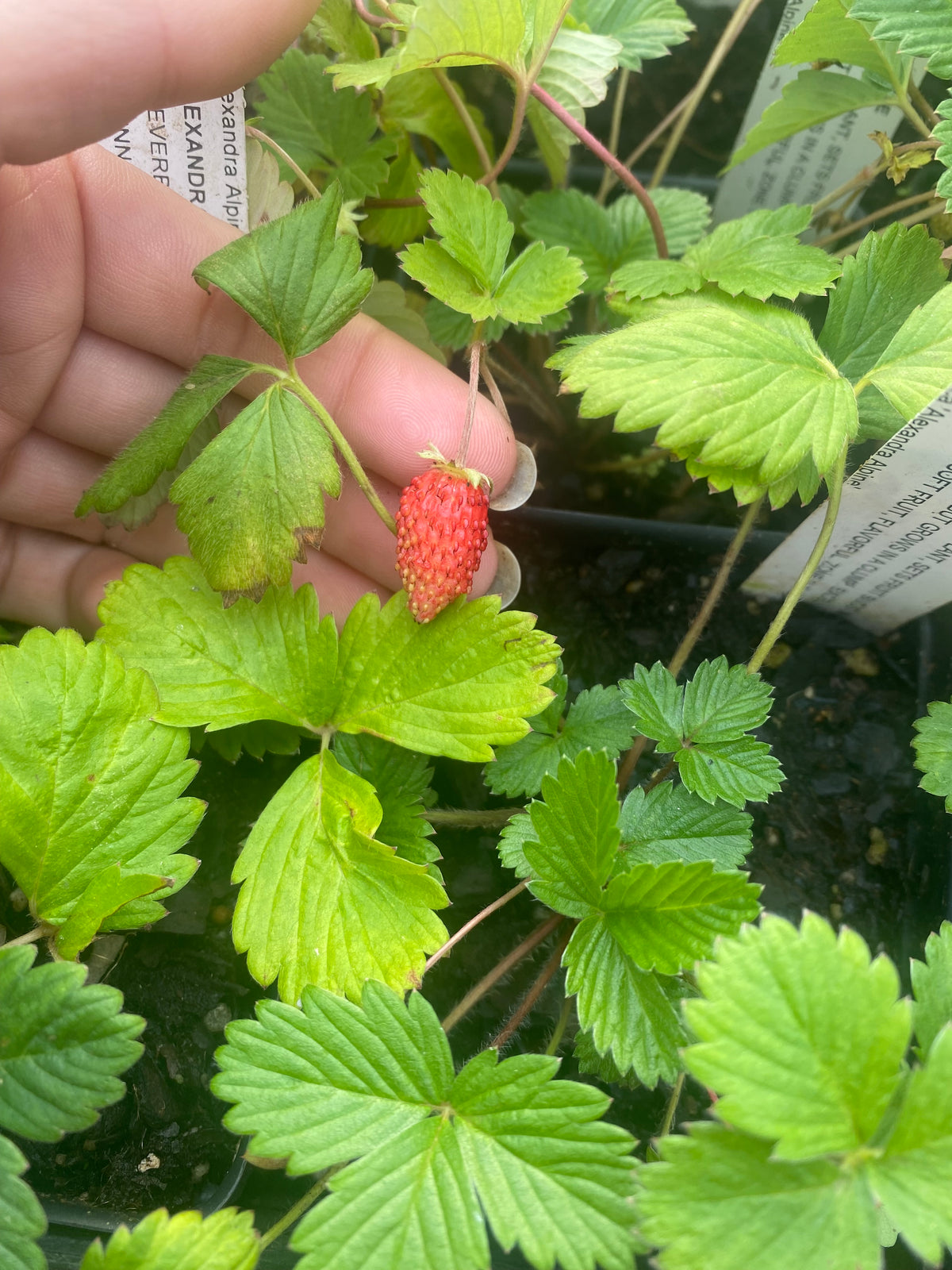 Alexandria Alpine Strawberry — Edible Landscaping