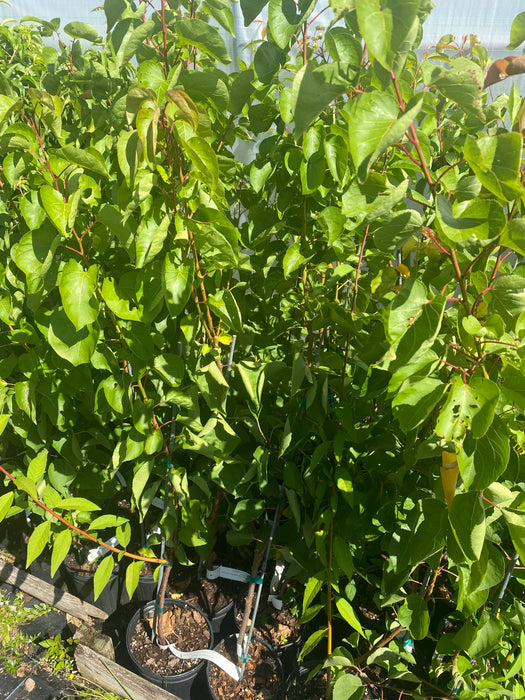 Harlayne Apricot