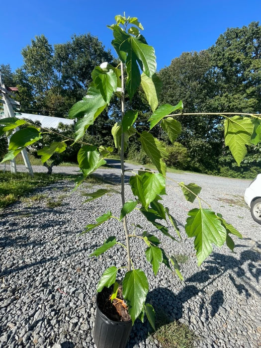 White Pakistan Mulberry
