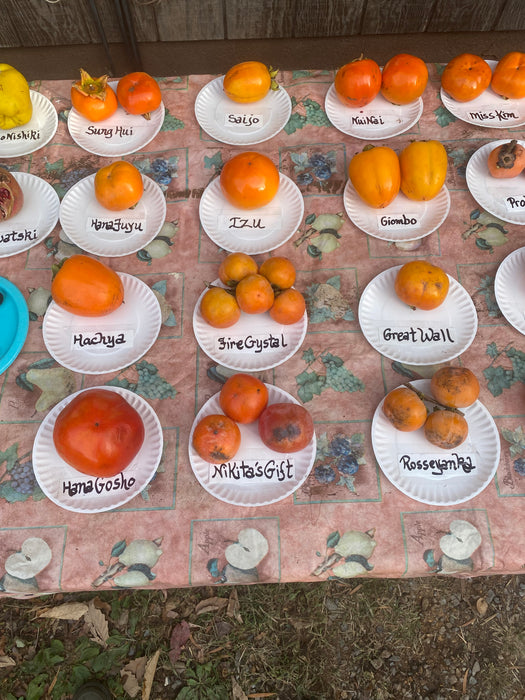 Hana Gosho Persimmon