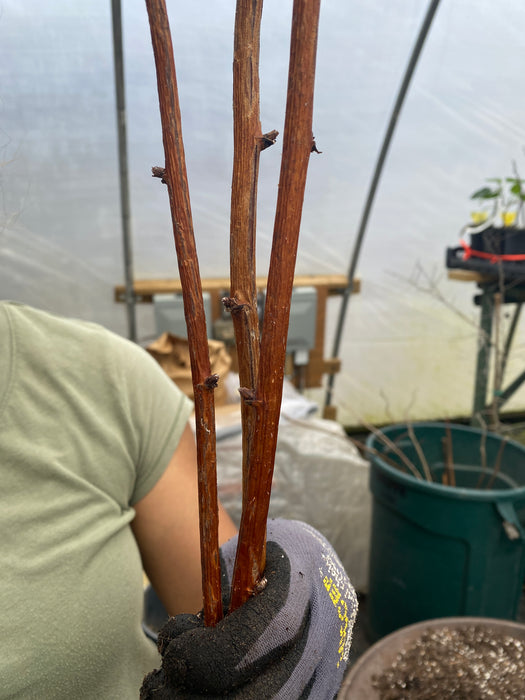 English Thornless Raspberry