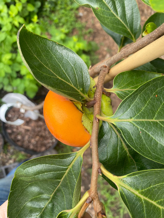 Coffeecake Persimmon aka Coffee Cake