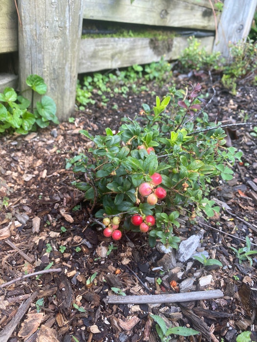 Red Candy Lingonberry