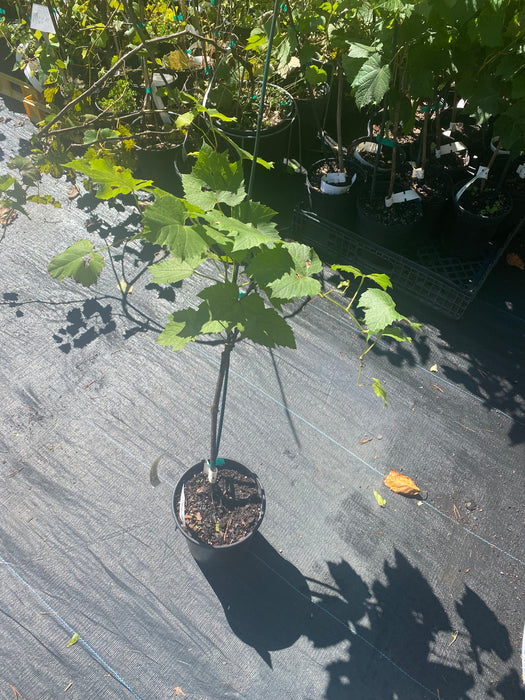 Verona Grape