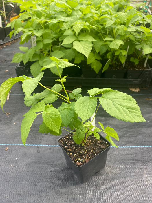 Clyde Purple Raspberry Glencoe Purple Thornless Raspberry — Edible Landscaping