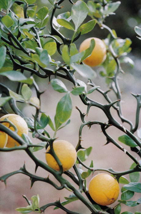 Flying Dragon Trifoliate Orange